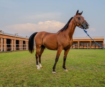 Horse Riding at Al Marmoom Oasis With Transfer Desert safaris